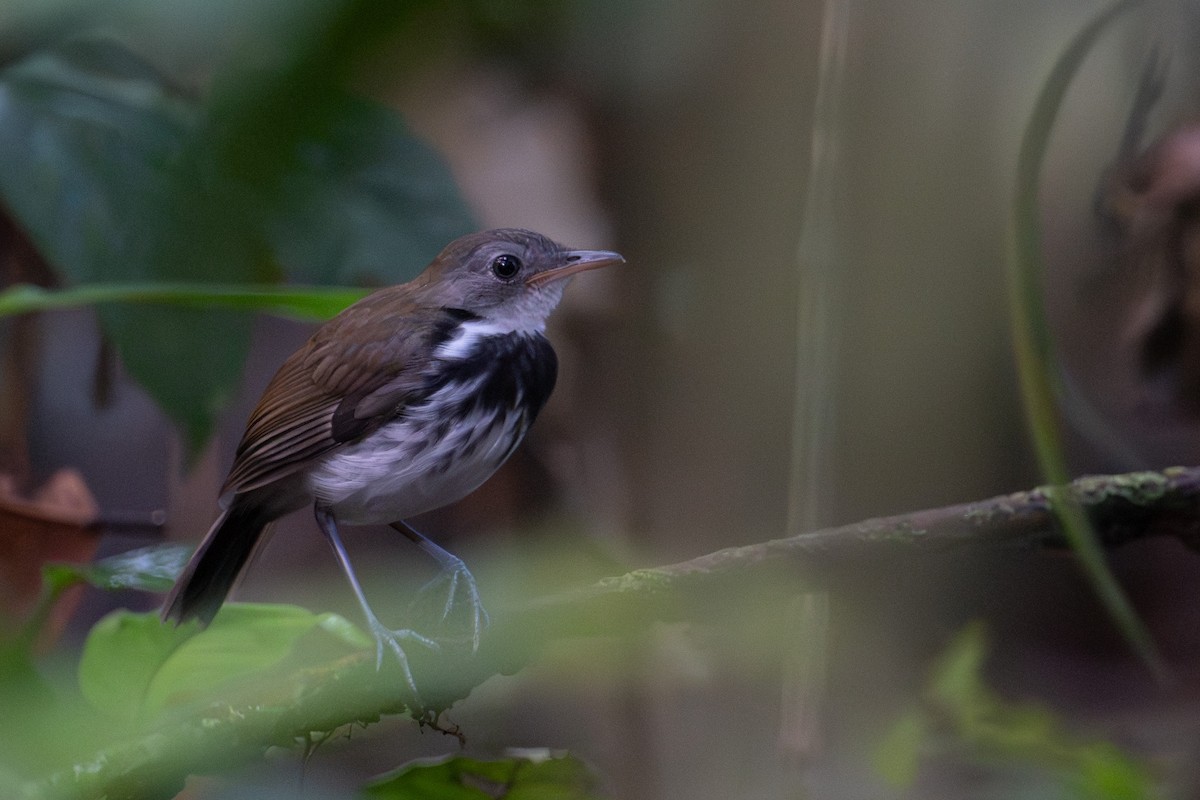 Ringed Antpipit - ML633432036