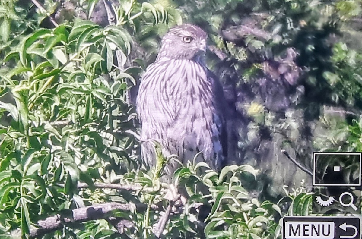 Cooper's Hawk - ML633432045