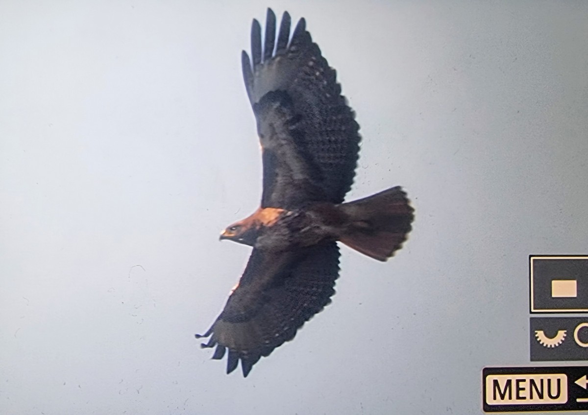 Red-tailed Hawk - ML633432053