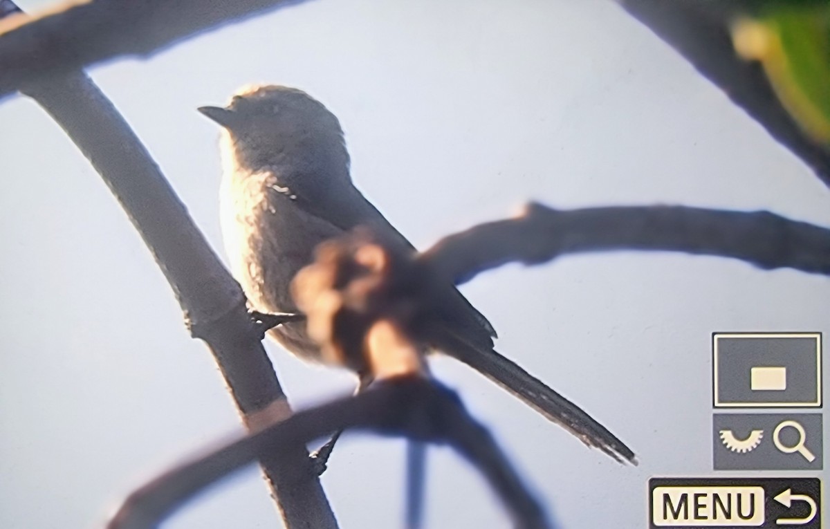 Bushtit (Pacific) - ML633432091