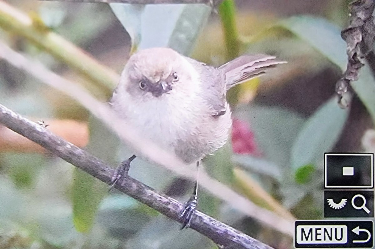 Bushtit (Pacific) - ML633432092
