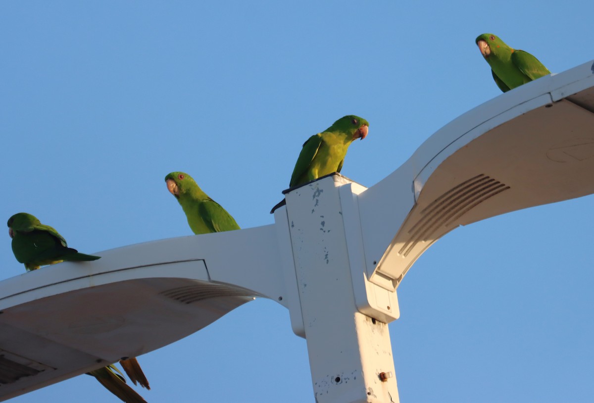 Green Parakeet - ML633432093