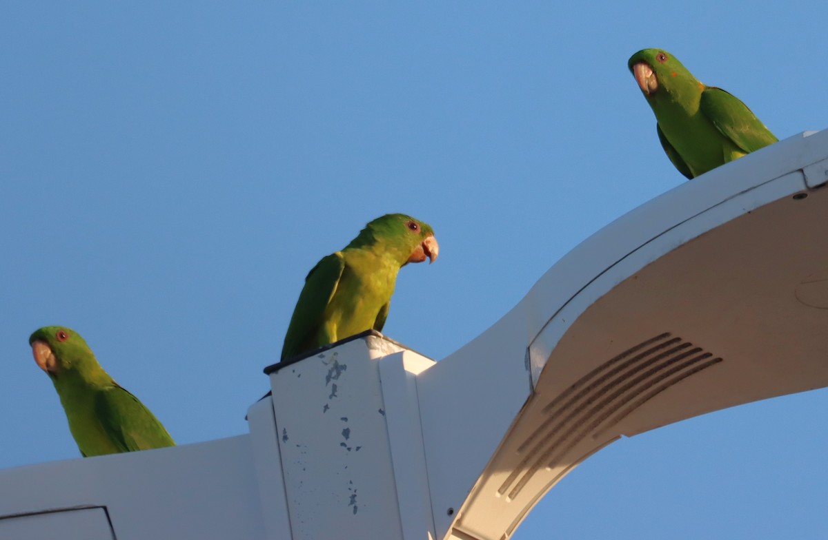 Green Parakeet - ML633432096