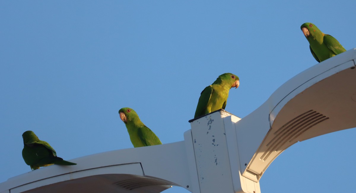 Green Parakeet - ML633432102