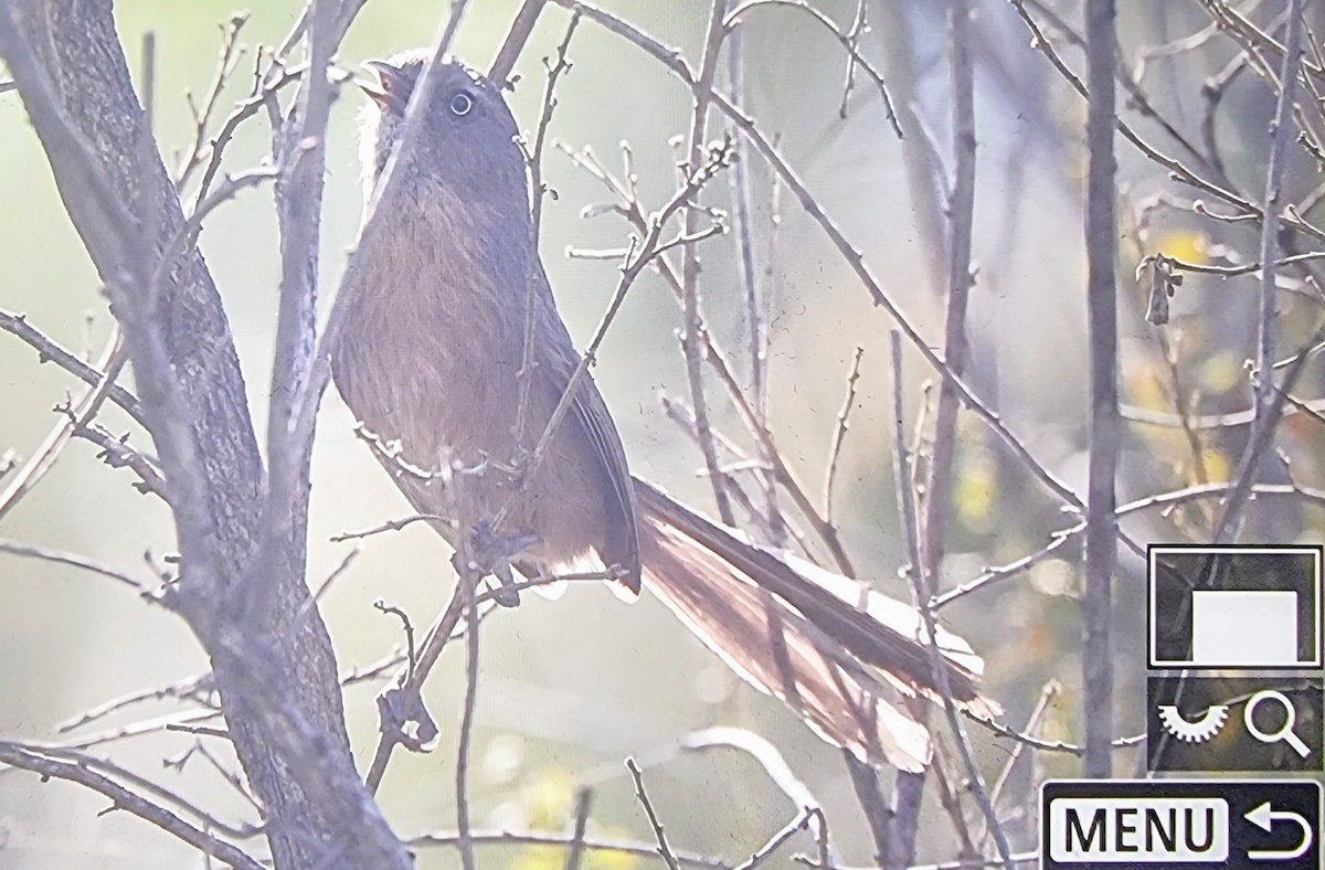 Wrentit - ML633432109