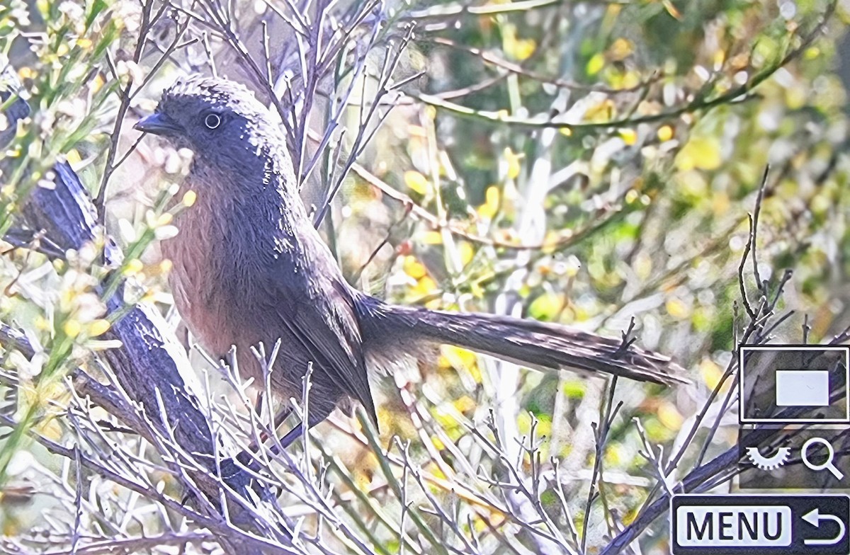 Wrentit - ML633432110