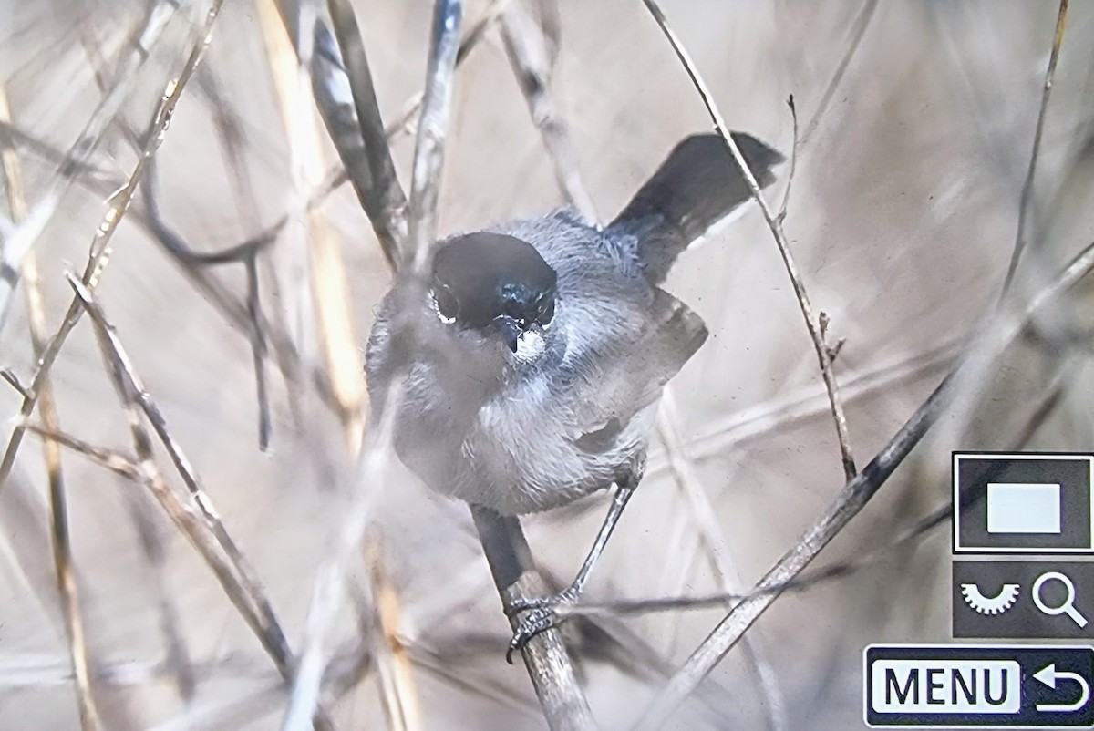 California Gnatcatcher - ML633432123