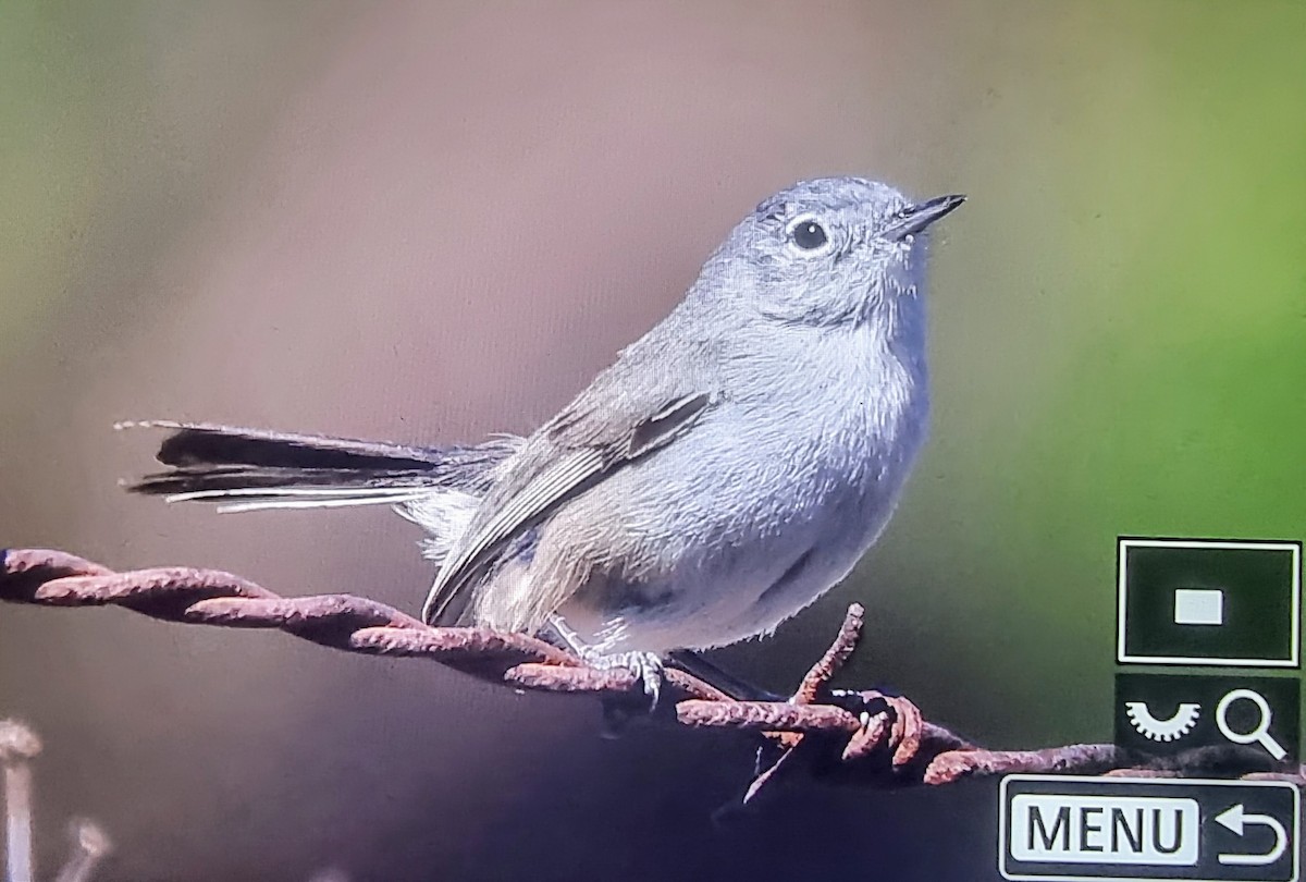California Gnatcatcher - ML633432124