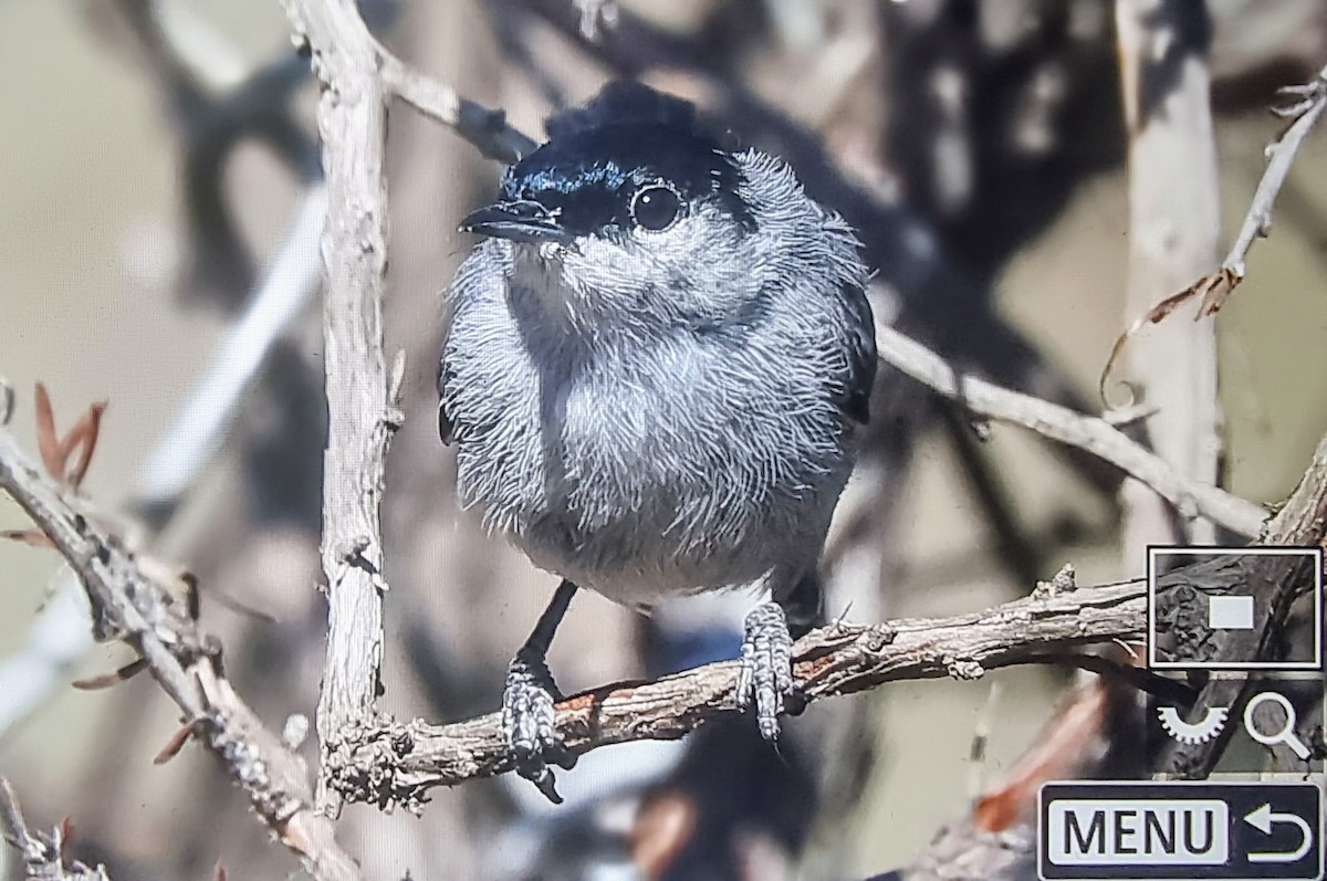 California Gnatcatcher - ML633432125