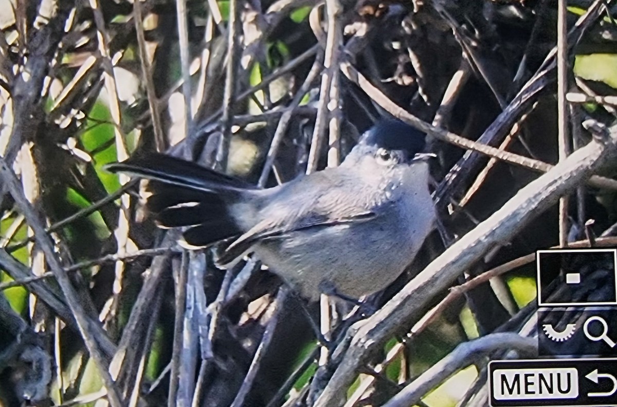 California Gnatcatcher - ML633432126