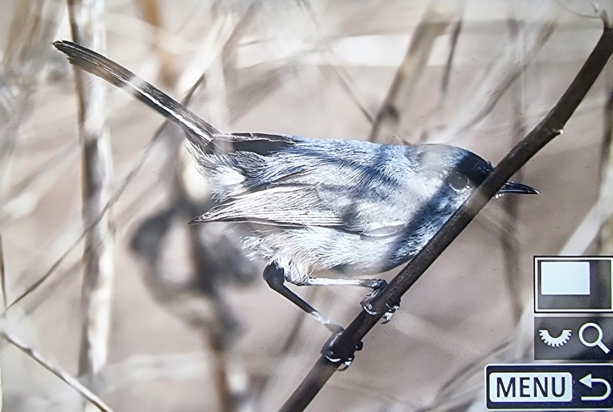 California Gnatcatcher - ML633432127