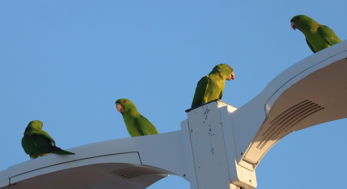 Green Parakeet - ML633432139