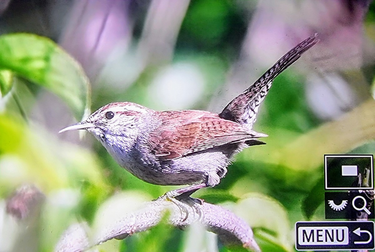 Bewick's Wren - ML633432143