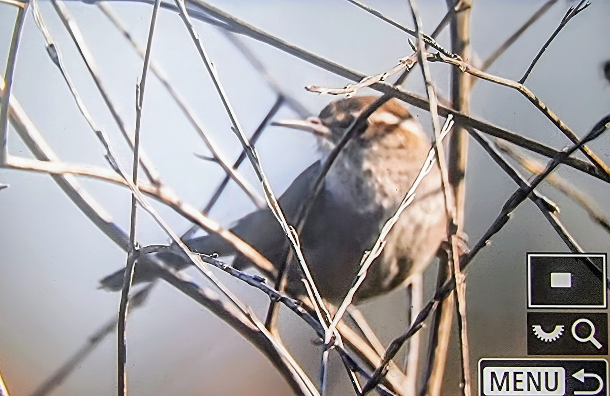 Bewick's Wren - ML633432144
