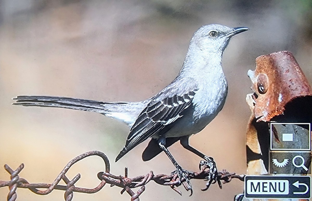 Northern Mockingbird - ML633432149