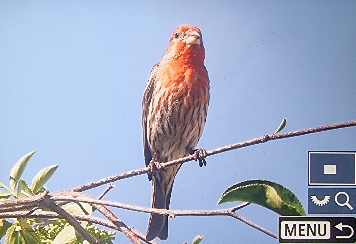 House Finch - ML633432153