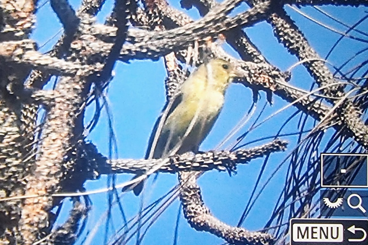 Lesser Goldfinch - ML633432167