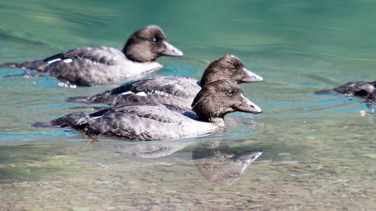 Common Goldeneye - ML633432192