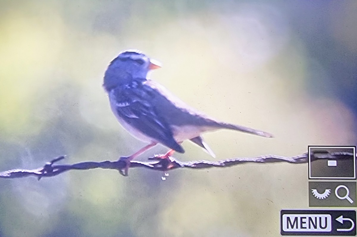 White-crowned Sparrow (Gambel's) - ML633432193