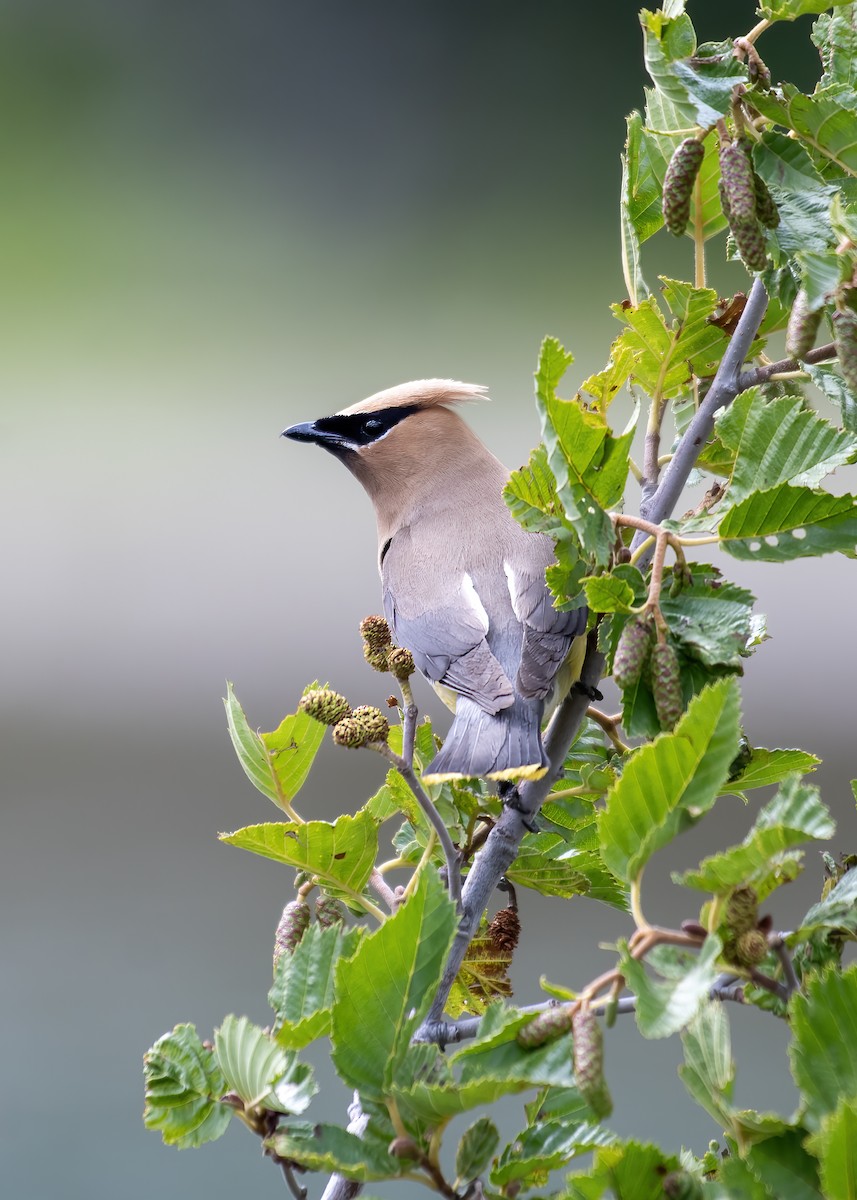 Cedar Waxwing - ML633432215