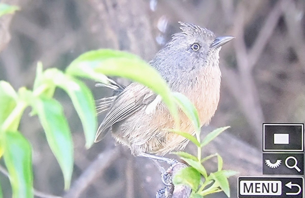Wrentit - ML633432223