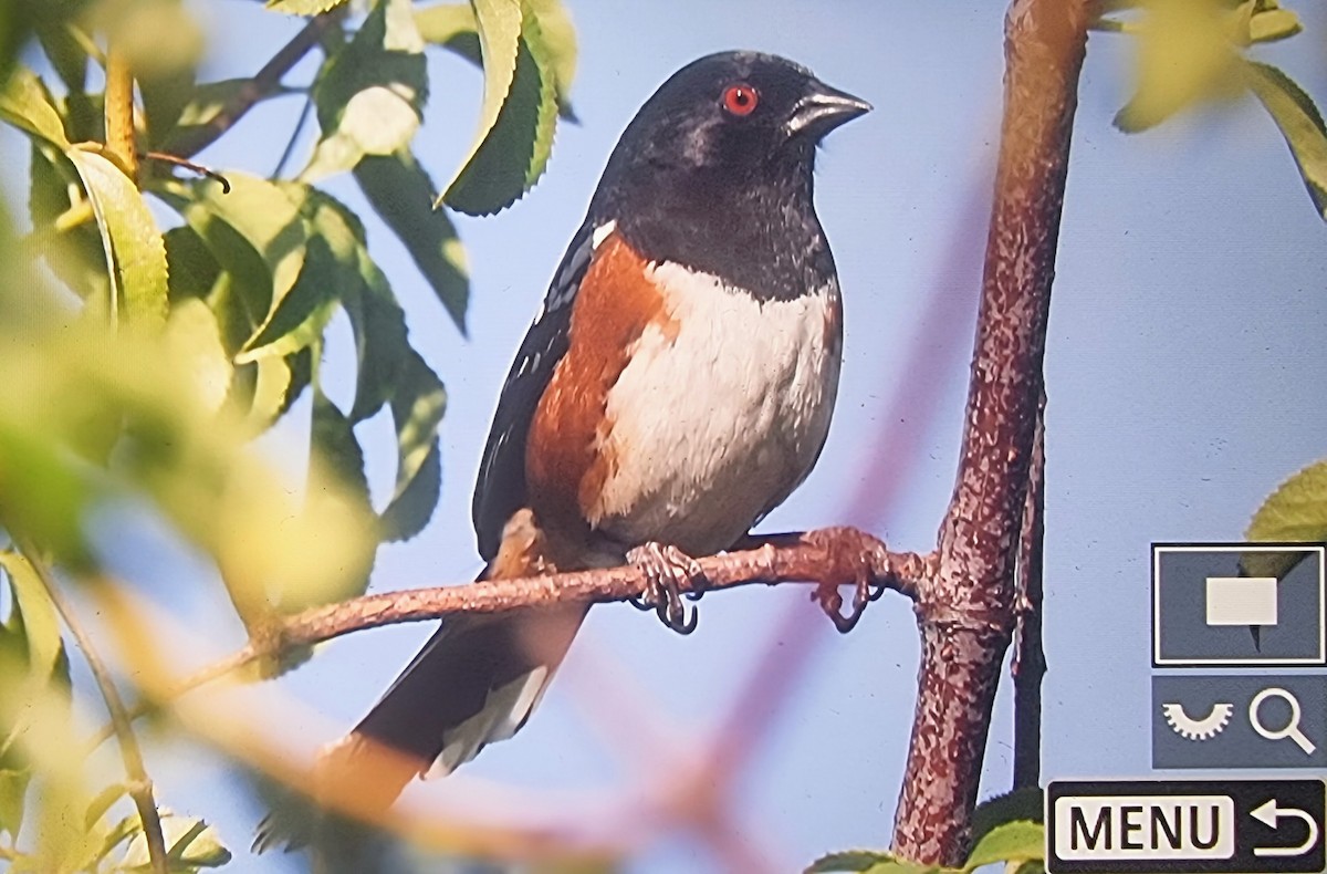 Spotted Towhee - ML633432242