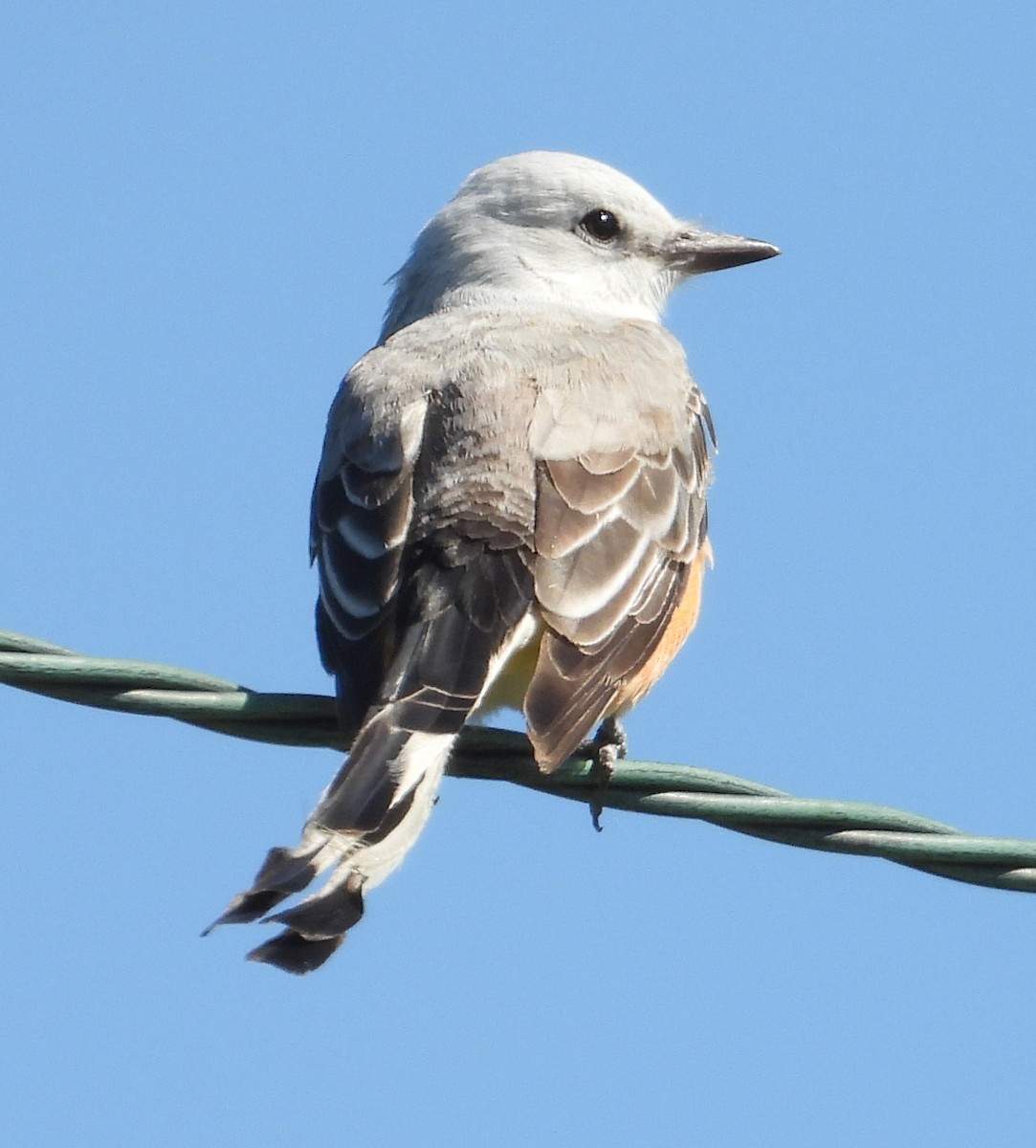 Scissor-tailed Flycatcher - ML633432273