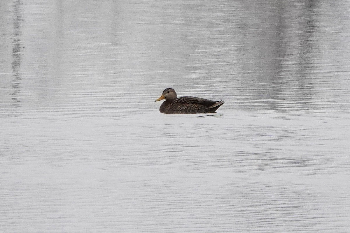 Mexican Duck - ML633432286
