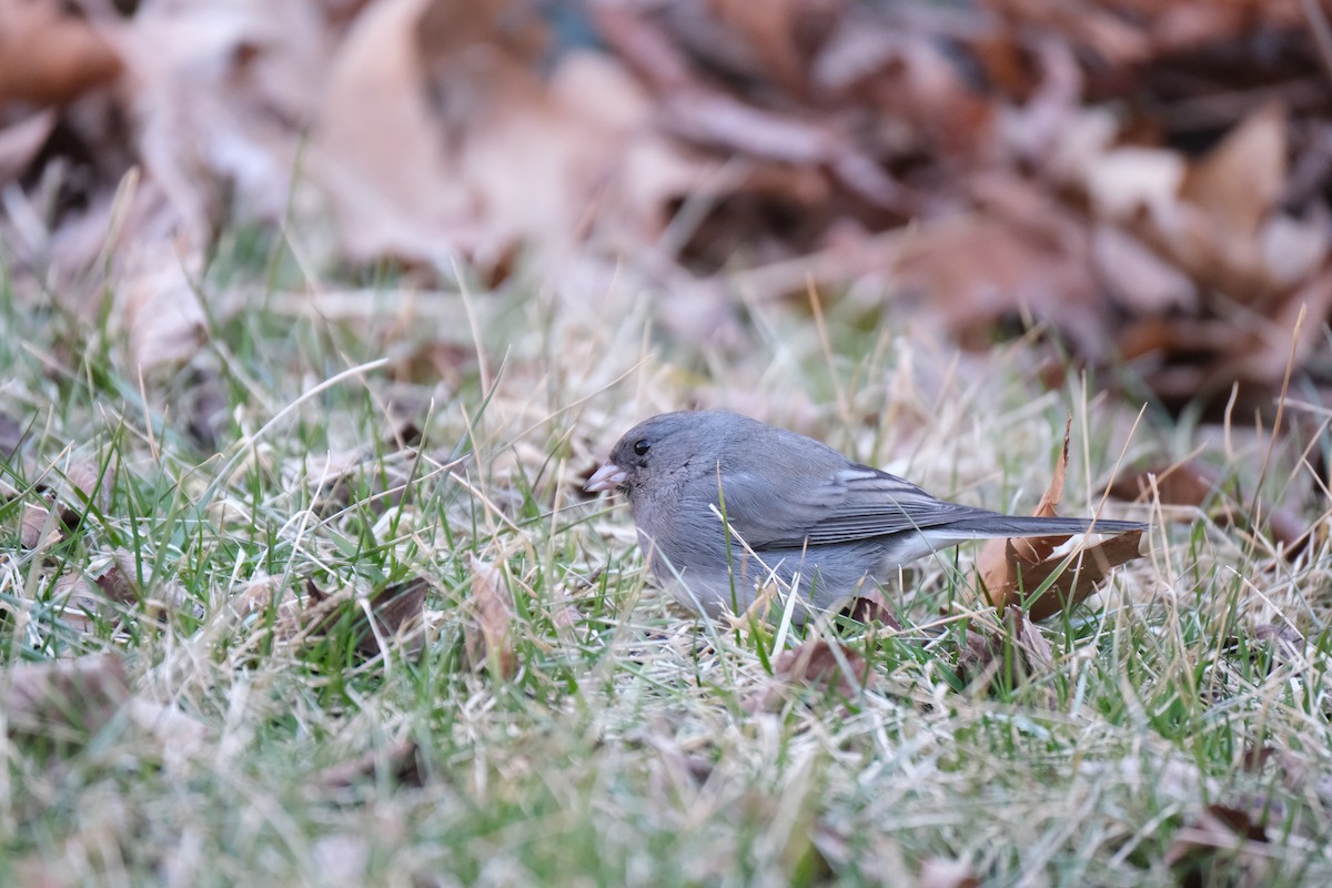 Dark-eyed Junco - ML633432300