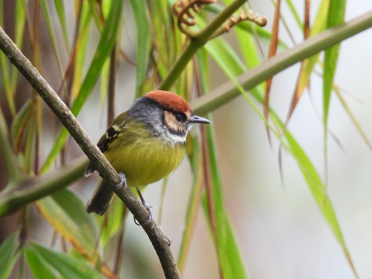 Rufous-crowned Tody-Flycatcher - ML633432332