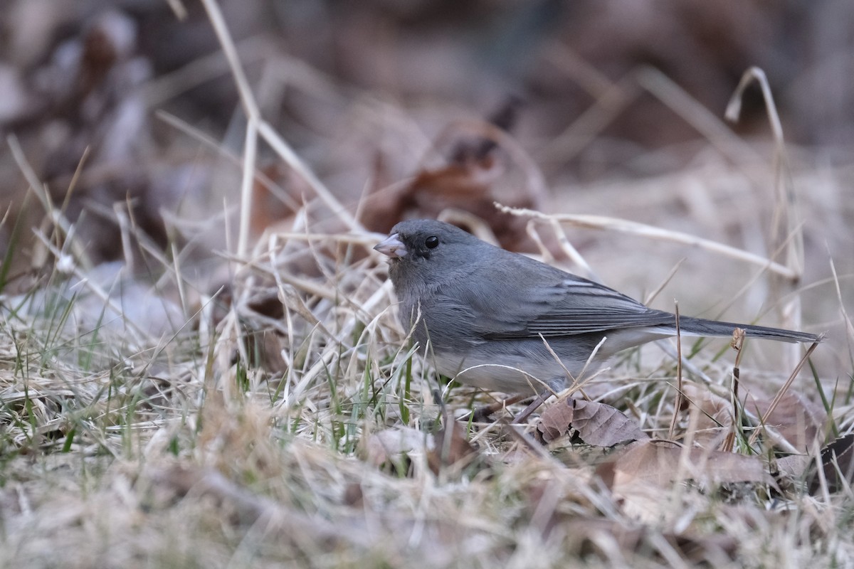 Dark-eyed Junco - ML633432345