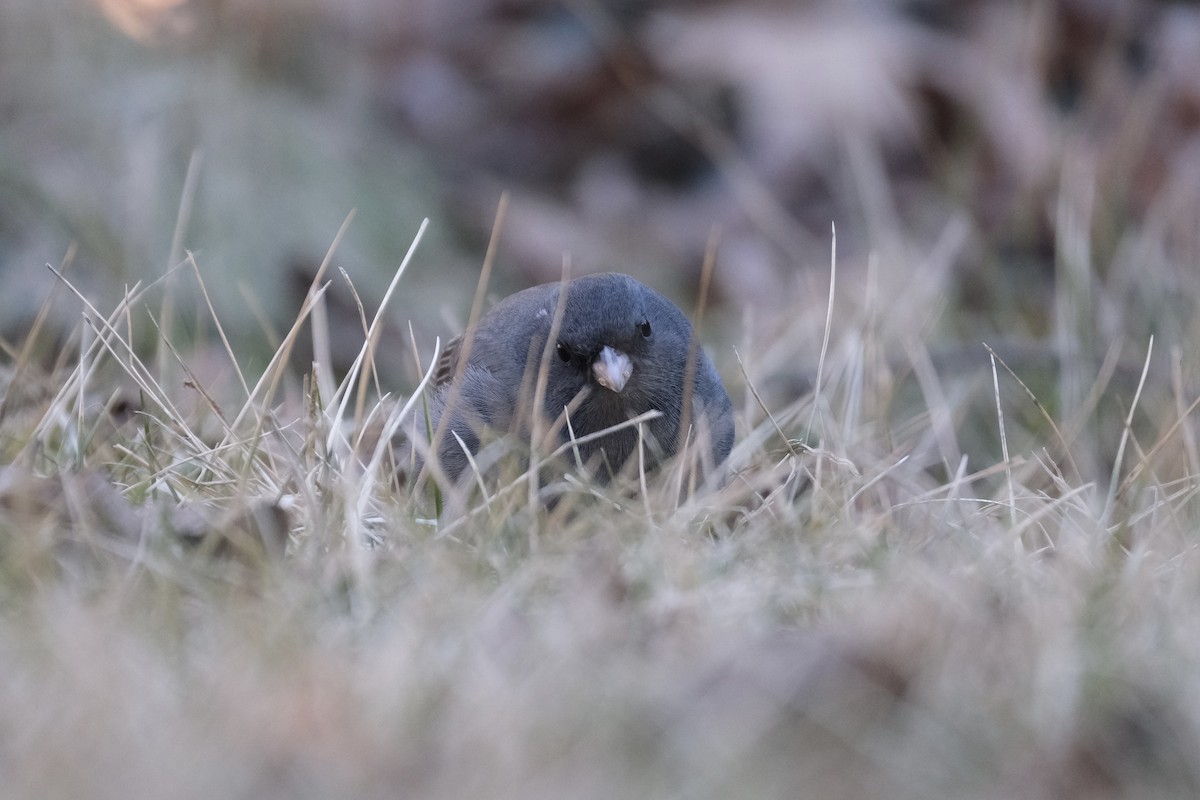 Dark-eyed Junco - ML633432368
