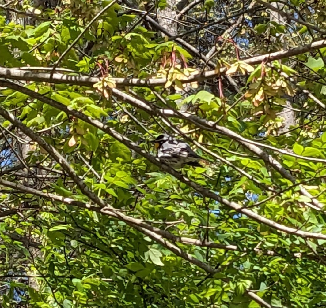 Yellow-throated Warbler - ML633432383