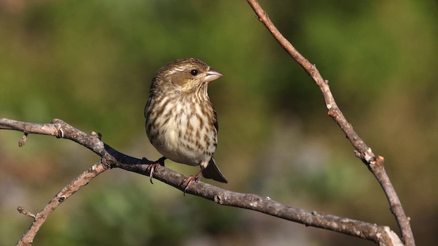 Purple Finch (Western) - ML633432440