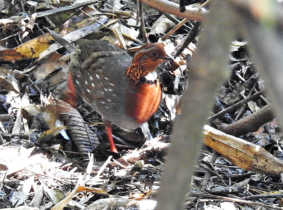 Chestnut-breasted Partridge - ML633432466