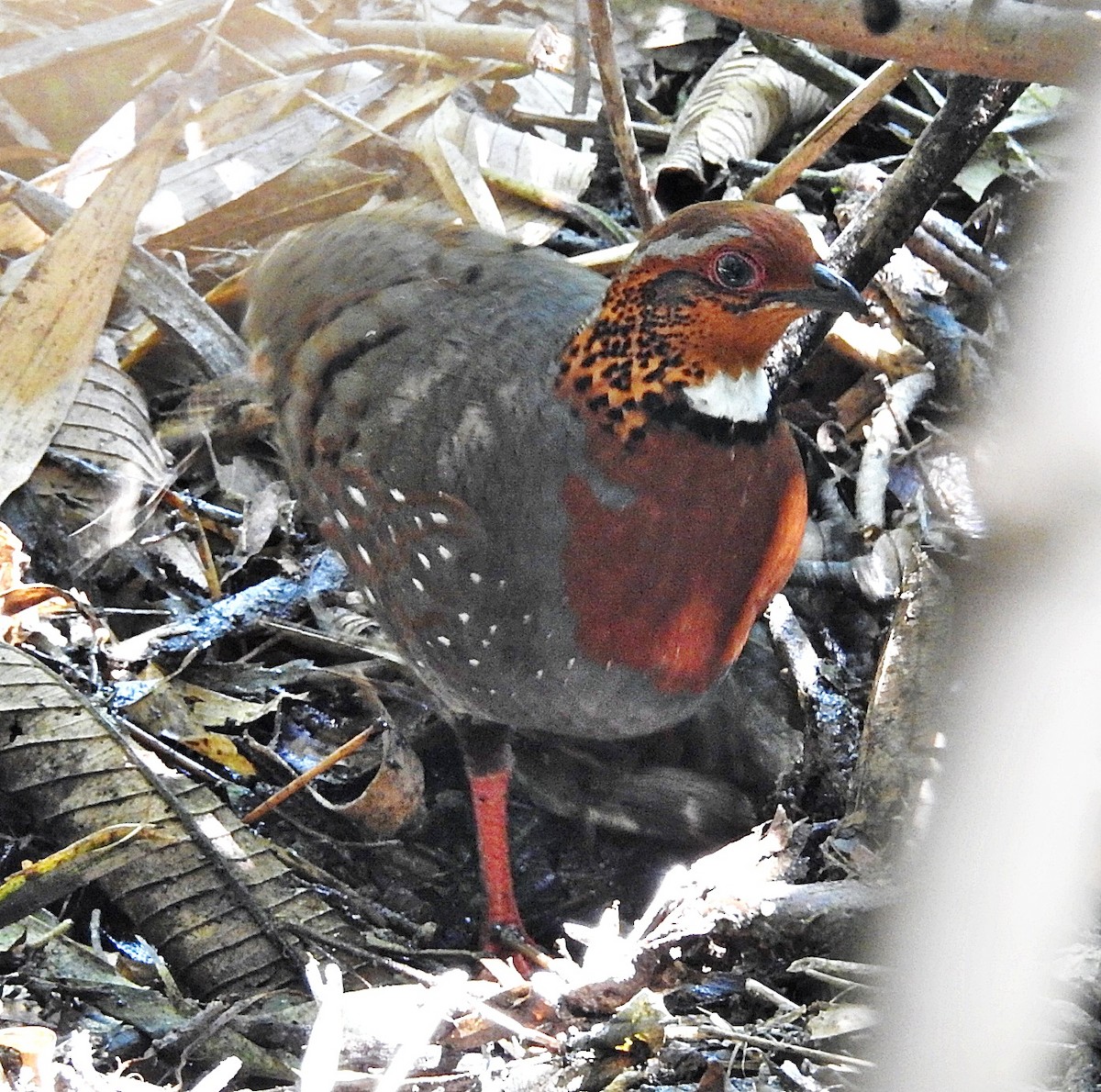 Chestnut-breasted Partridge - ML633432467