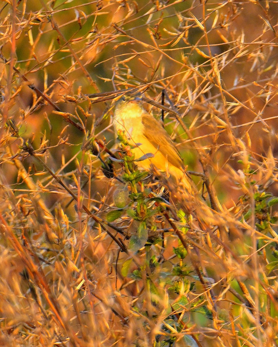 Oriental Reed Warbler - Rajesh Gopalan