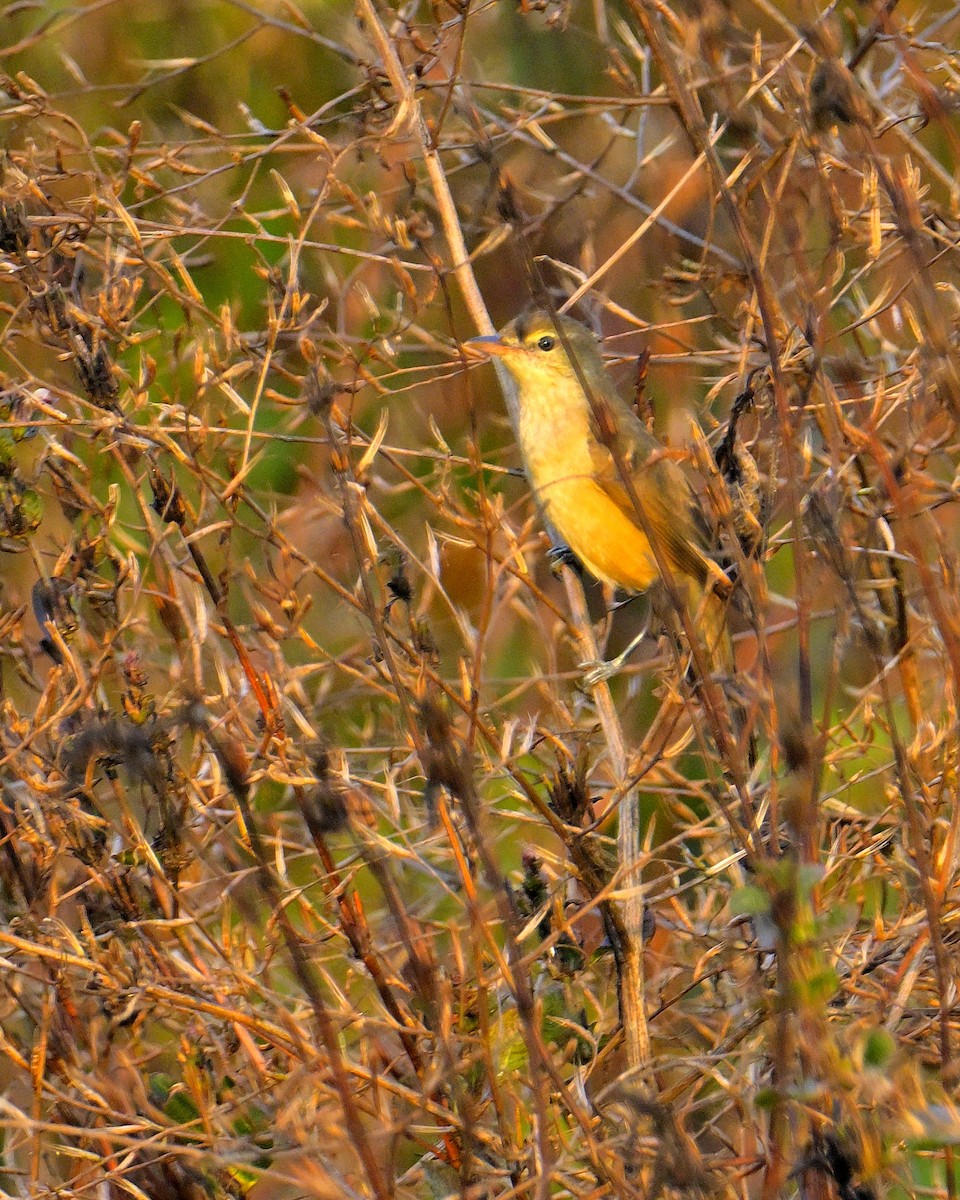 Oriental Reed Warbler - Rajesh Gopalan