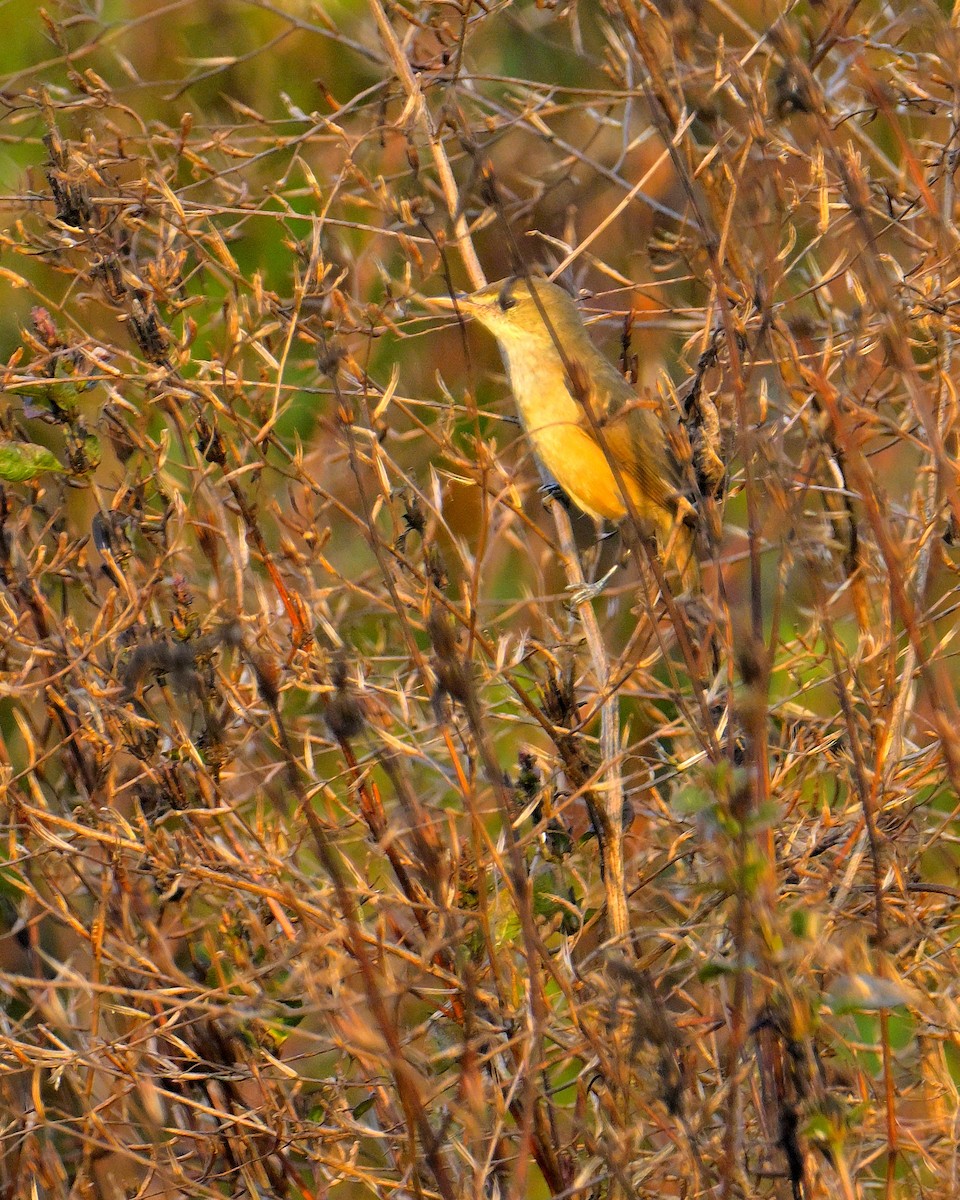 Oriental Reed Warbler - Rajesh Gopalan
