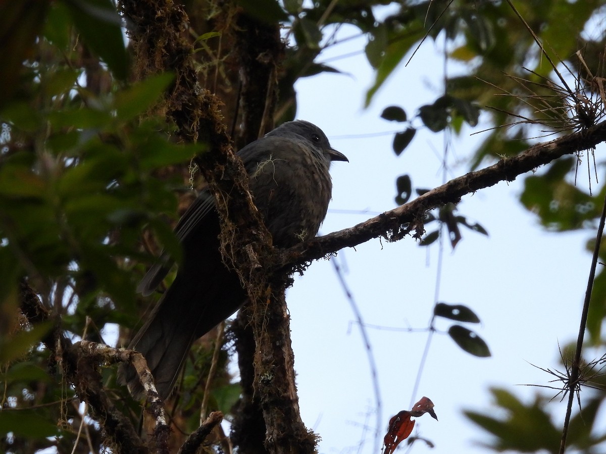 Dusky Piha - Maria Nelly Medina