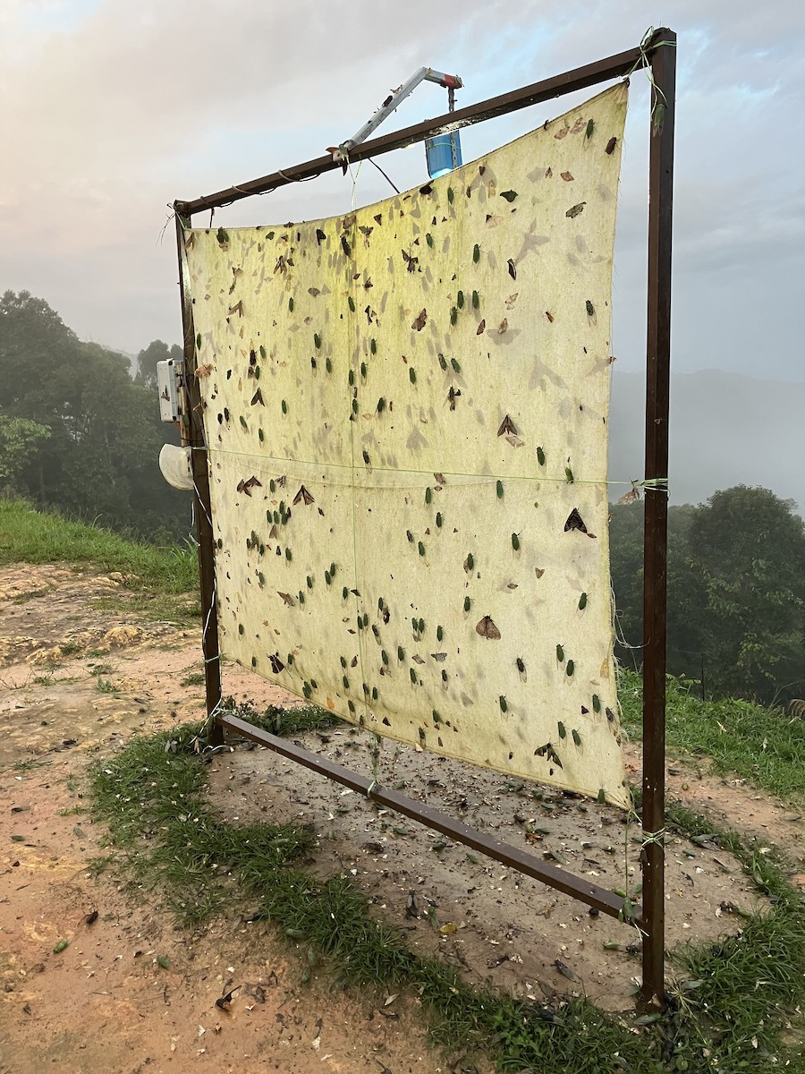 Insects - ML633432538