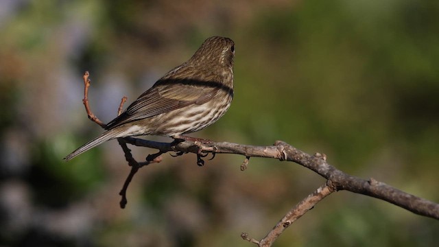 Purple Finch (Western) - ML633432549