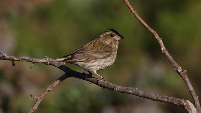 Purple Finch (Western) - ML633432551