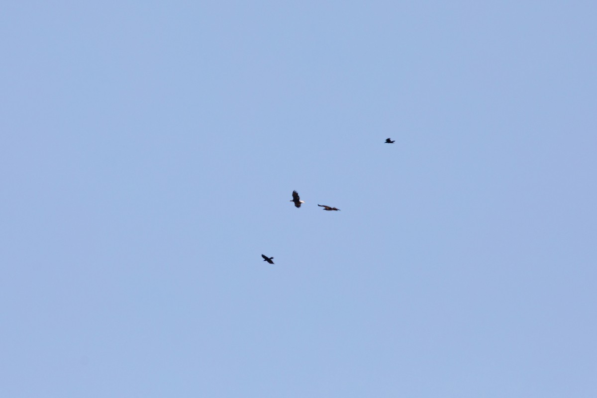 Bald Eagle - ML633432580