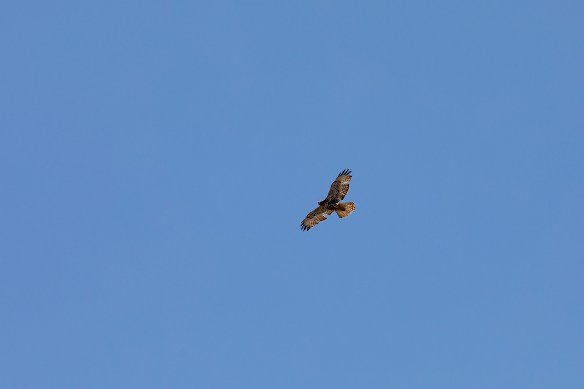 Red-tailed Hawk - ML633432602