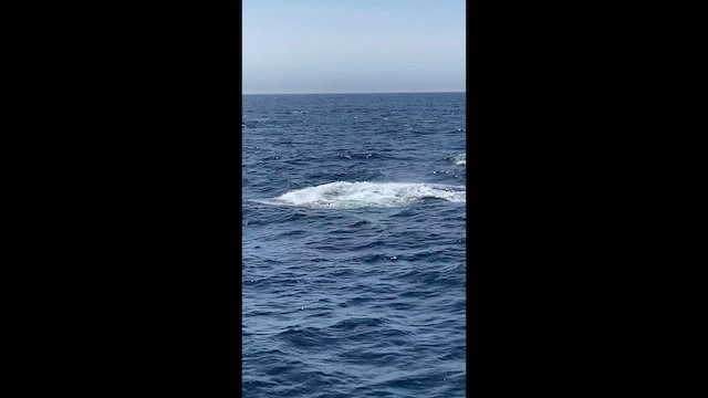 Humpback Whales - ML633432676