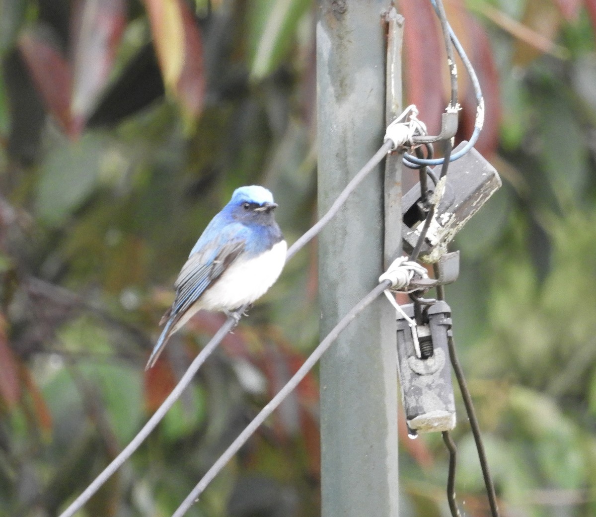 Blue-and-white Flycatcher - ML633432746