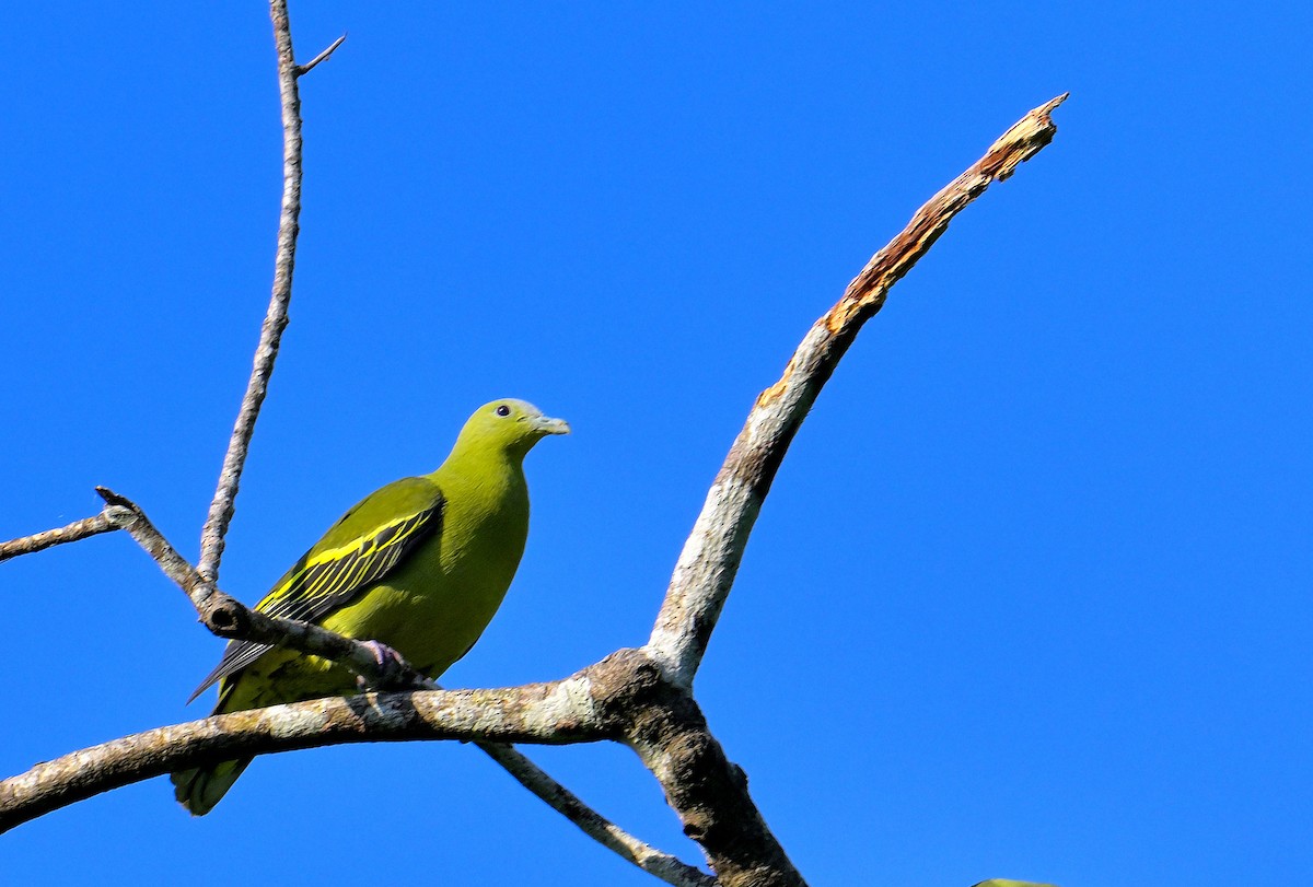 Andaman Green-Pigeon - ML633432775