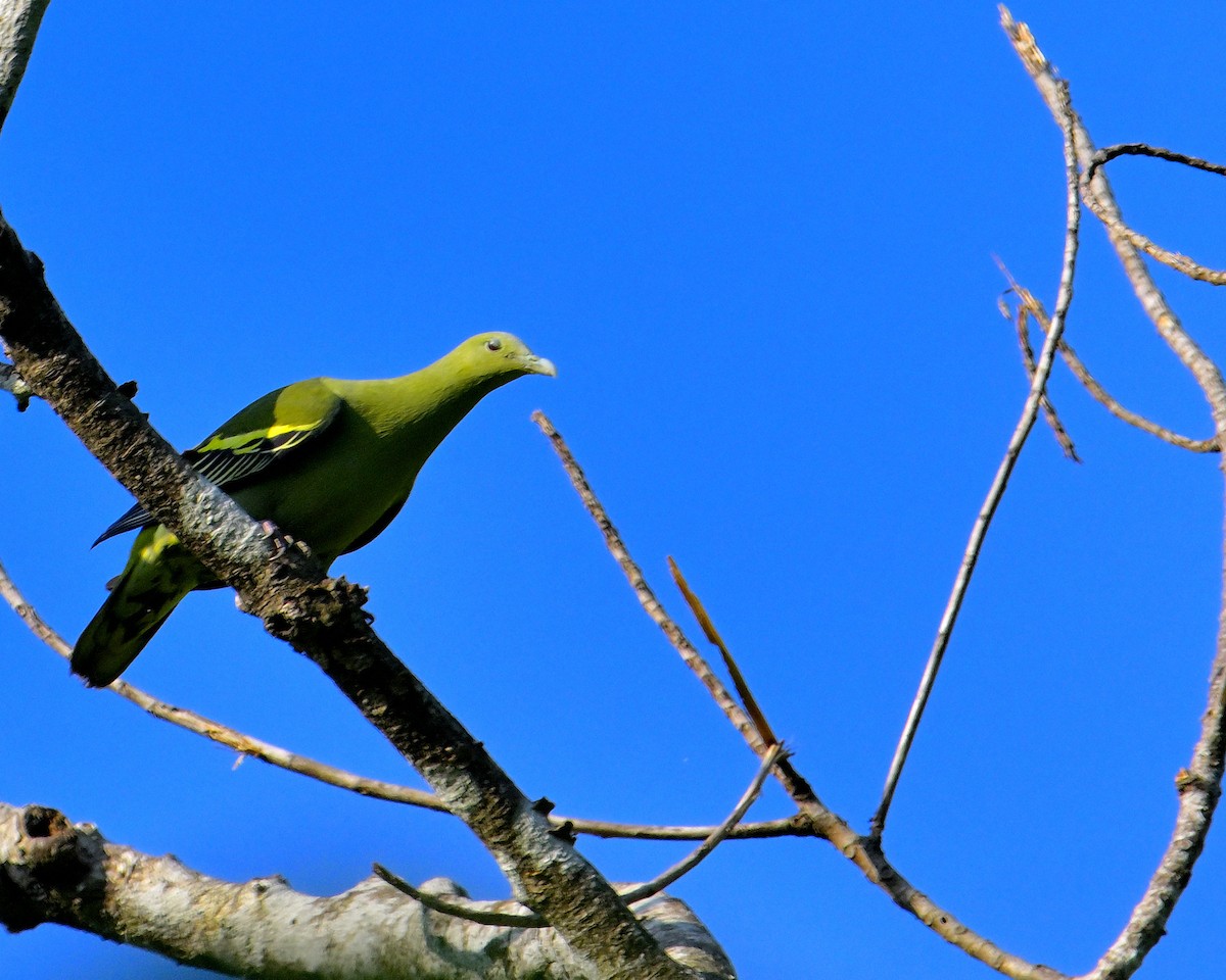 Andaman Green-Pigeon - ML633432776