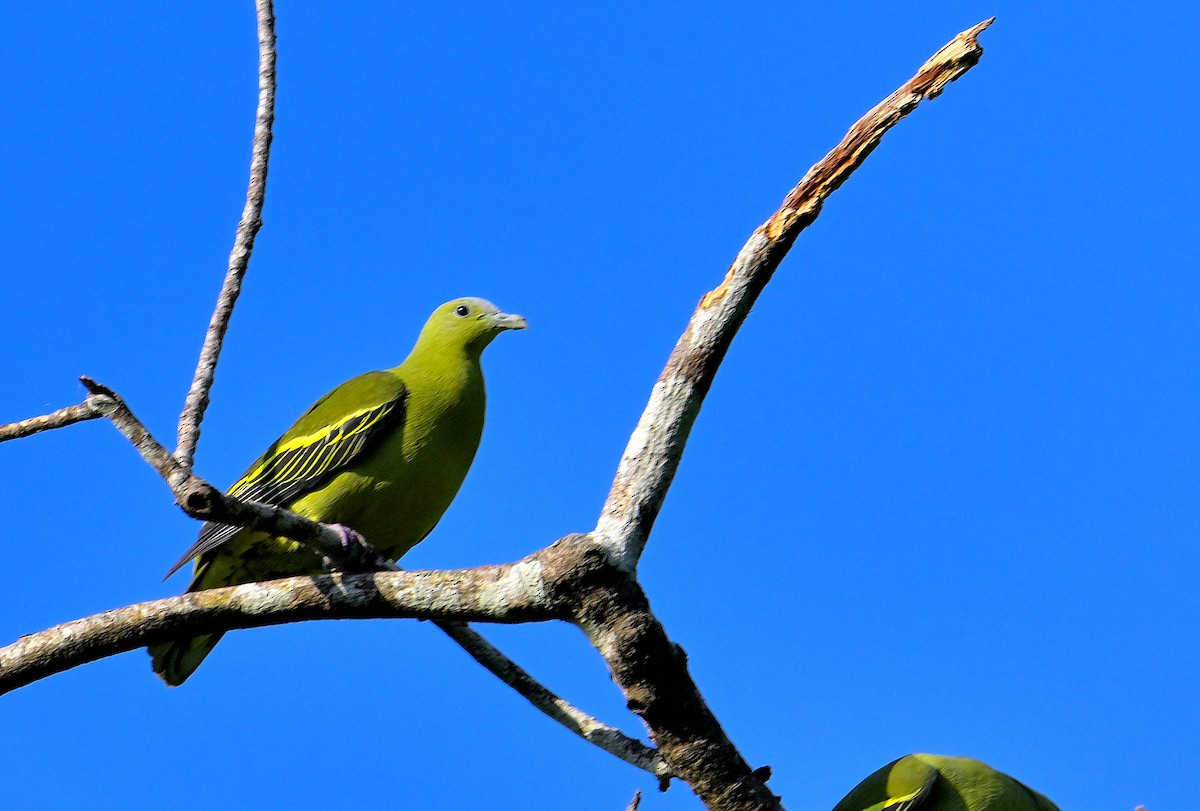 Andaman Green-Pigeon - ML633432777